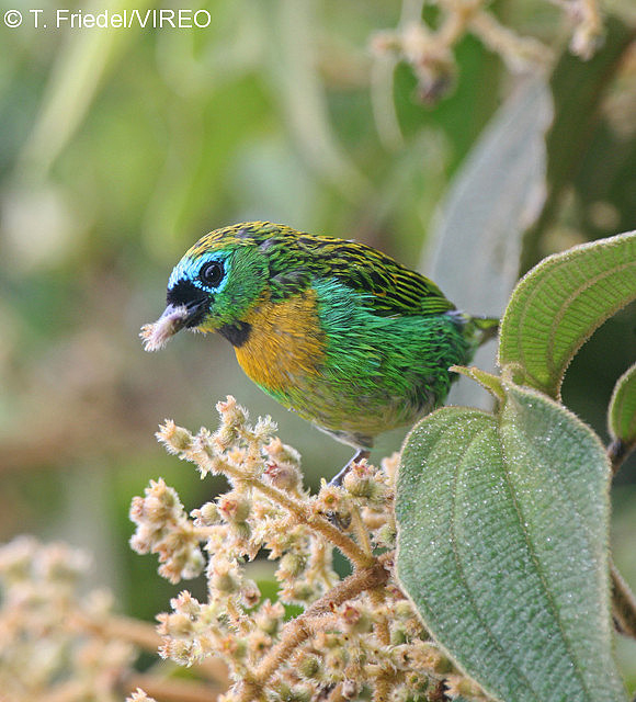 Brassy-breasted Tanager f26-11-047.jpg